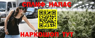 спиды Кингисепп